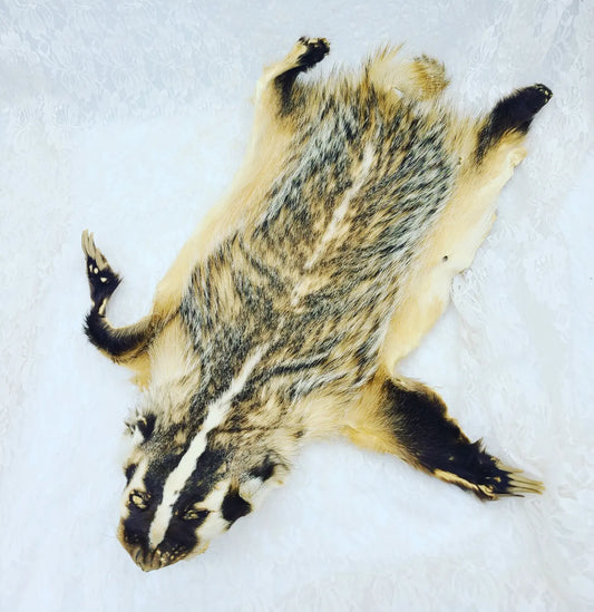 Vintage BADGER Taxidermy ~ Fully Tanned Pelt ~ HUGE BADGER FUR with HANDS AND FEET ~ Oddities ~ Weird Stuff