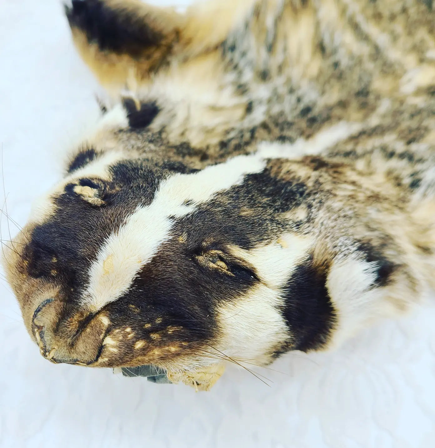 Vintage BADGER Taxidermy ~ Fully Tanned Pelt ~ HUGE BADGER FUR with HANDS AND FEET ~ Oddities ~ Weird Stuff